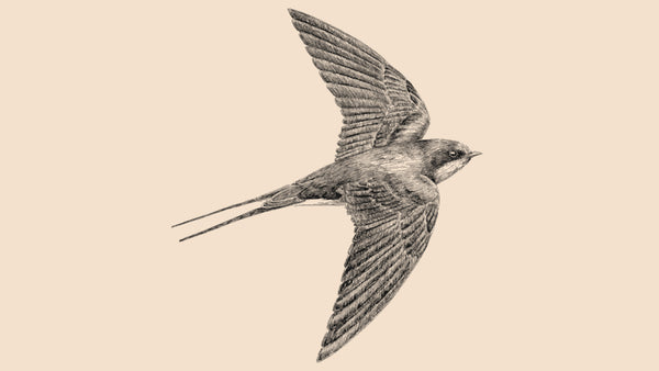 GOLONDRINA COMÚN
