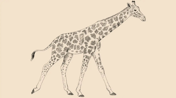 JIRAFA