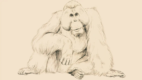 ORANGUTÁN