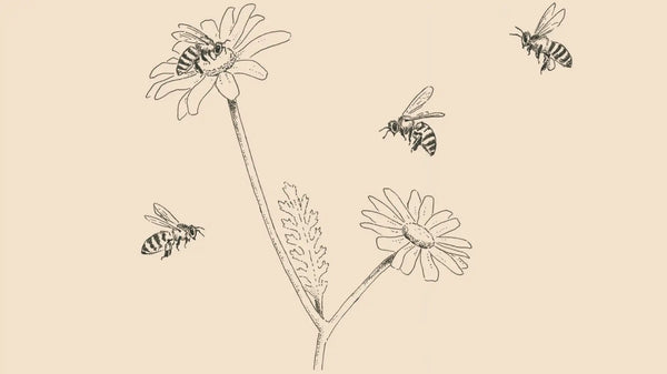 MARGARITA DEL TEIDE Y ABEJA CANARIA