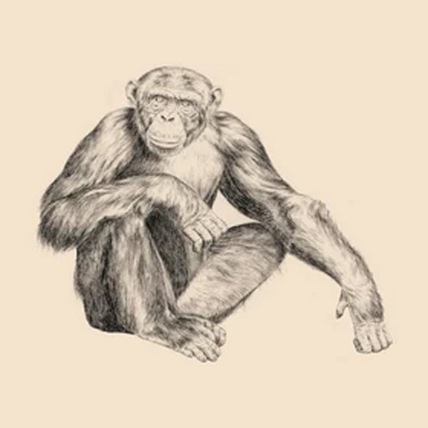 CHIMPANCÉ
