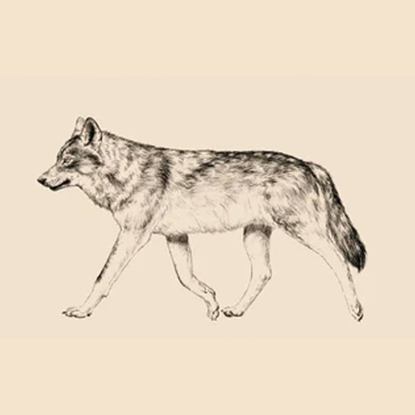 LOBO IBÉRICO