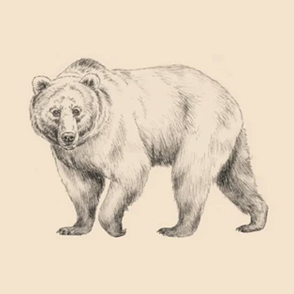 OSO PARDO
